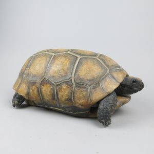 Tortoise, Yellow-footed