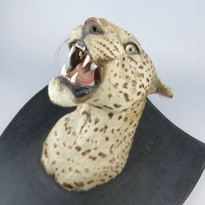 Leopard head 3