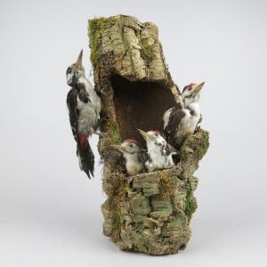 Woodpeckers & nest