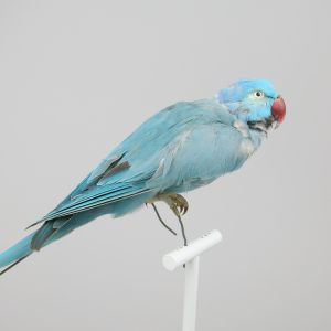 Blue Ring Neck Parakeet 2