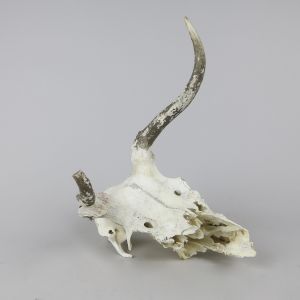 Stag skull and part antler