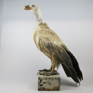 Griffin Vulture