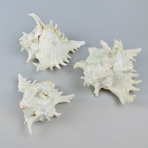 Sea shells 6 (x 3)
