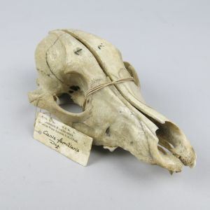 Dog skull 4