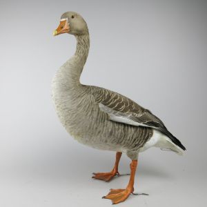 Grey Lag Goose