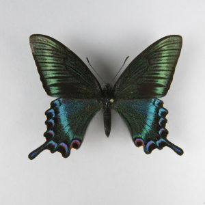 Papilio maackii (small)
