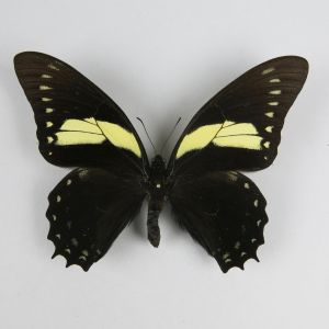 Papilio aristeus bitias