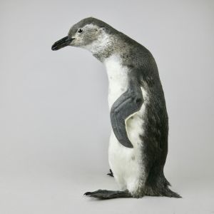 Magellanic Penguin 1