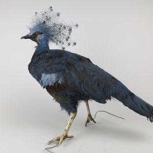 Crowned Pigeon 2