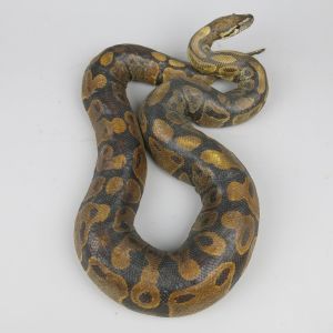 Snake: Royal Python