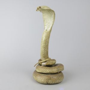 Snake: Cobra