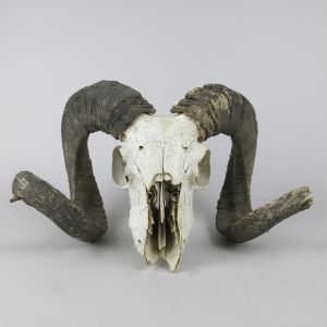 Ram skull & horns