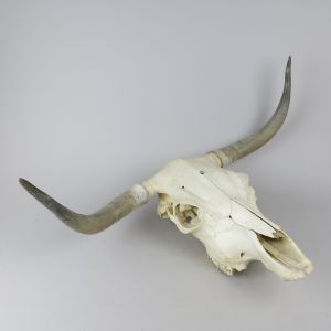 Cow skull & horns