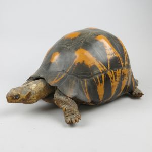 Antique Tortoise 2