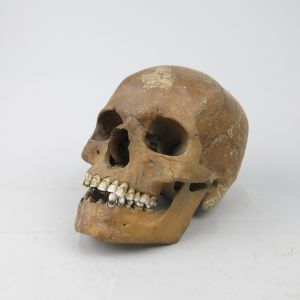 Human skull 10