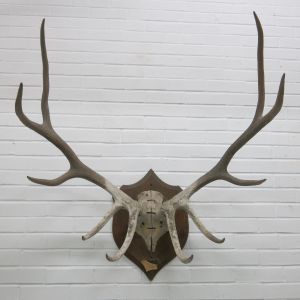 Stag Antlers (A)