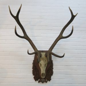 Stag Antlers (B)
