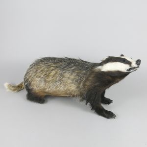 Badger 1
