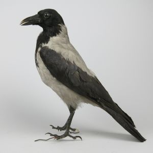 Hooded Crow 2
