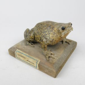 Toad on base (antique)
