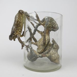 Jar of five toads (antique)