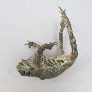 Toad, as 'dead' (antique)