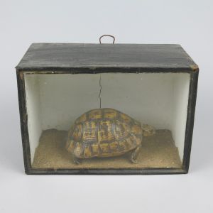 Cased Tortoise