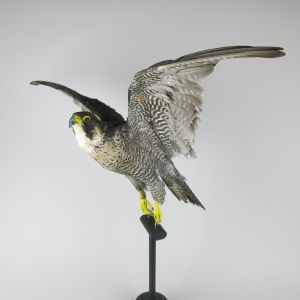 Peregrine Falcon (in flight)