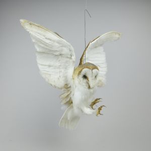 Barn Owl 2 (in flight)