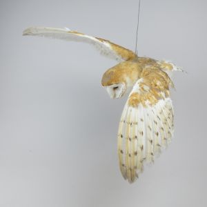 Barn Owl 3 (in flight)