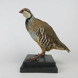 Red Leg (French) Partridge 2