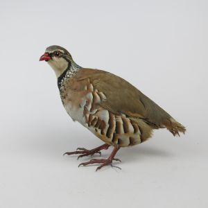 Red Leg (French) Partridge 1