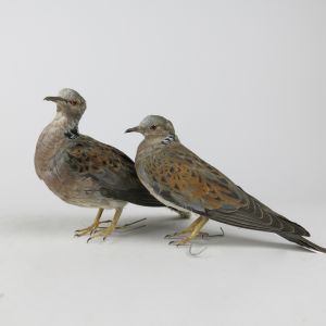 Pair of Turtle Doves (m&f)