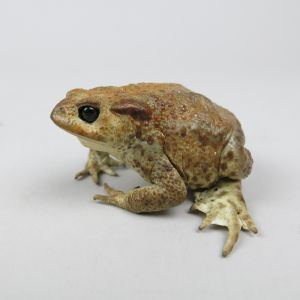 Common Toad 2