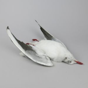 Seagull, as 'dead'