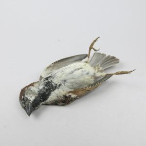 Sparrow, as ‘dead’