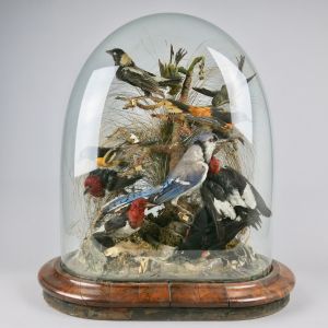 Glass dome of tropical birds 1