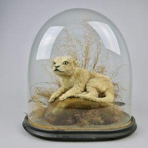Glass dome with Lion Cub