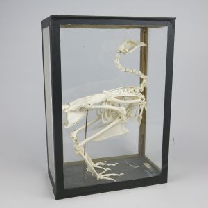 Chicken skeleton (cased)