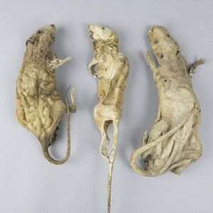 Mummified Rats