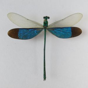 Dragonfly 3