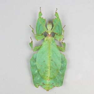 Leaf Insect 1 (large)