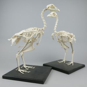 Chicken skeleton