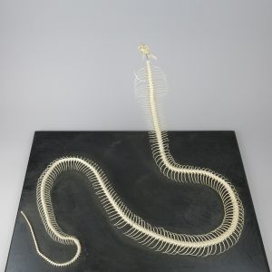 Egyptian Cobra skeleton