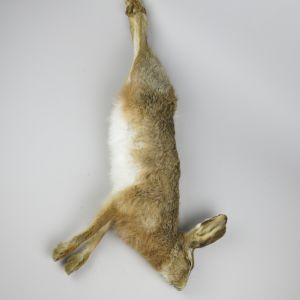 Hare 'as dead' 1
