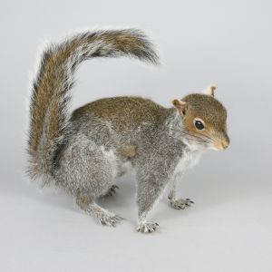 Grey Squirrel 4