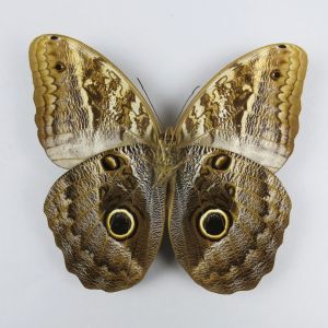 Caligo sp. 'Owl' butterfly
