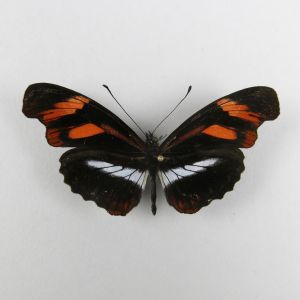 Butterfly ? ref.7