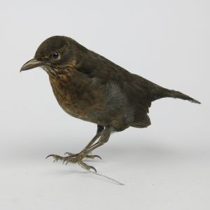 Blackbird 3