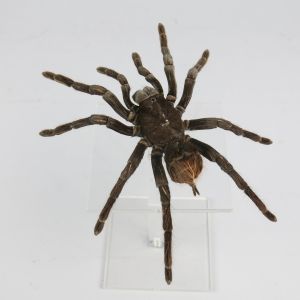 Spider (Tarantula)